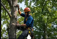 RCR Ltd Tree Service